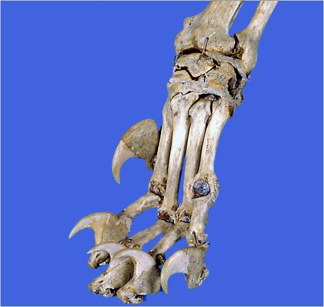 Declawing - Cat Skeleton